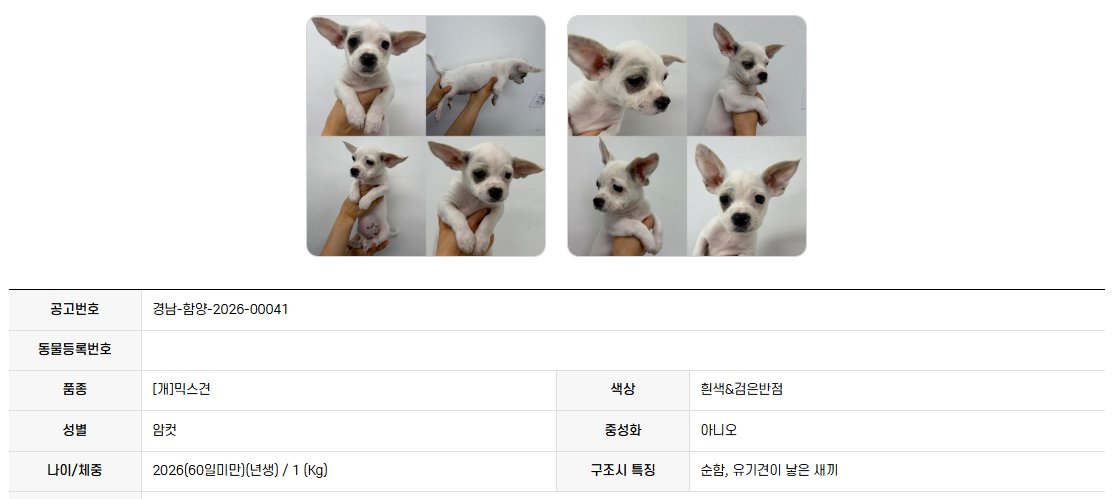 오늘의 강아지 추천 tweet media