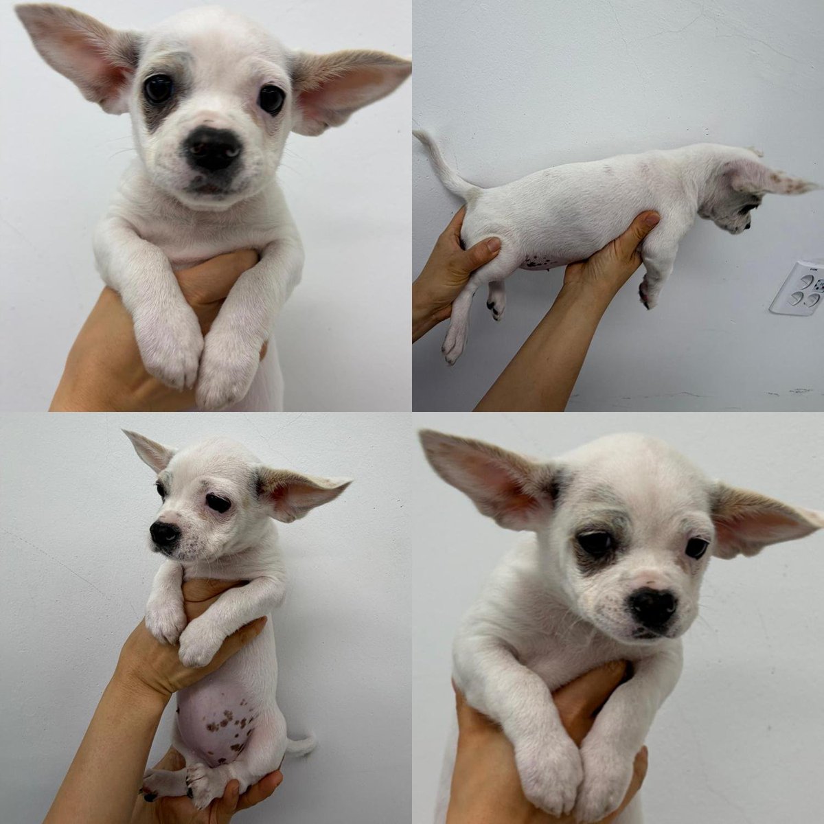 오늘의 강아지 추천 tweet media