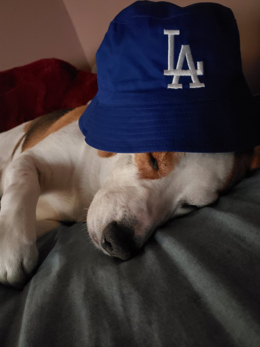Manolo42O's tweet photo. @ddoggiesmommy Kobe sleeping 😴 good tonight https://t.co/fZbZ0q7Zqd