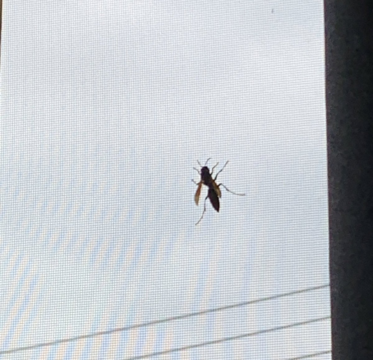 しぐれぃ tweet media