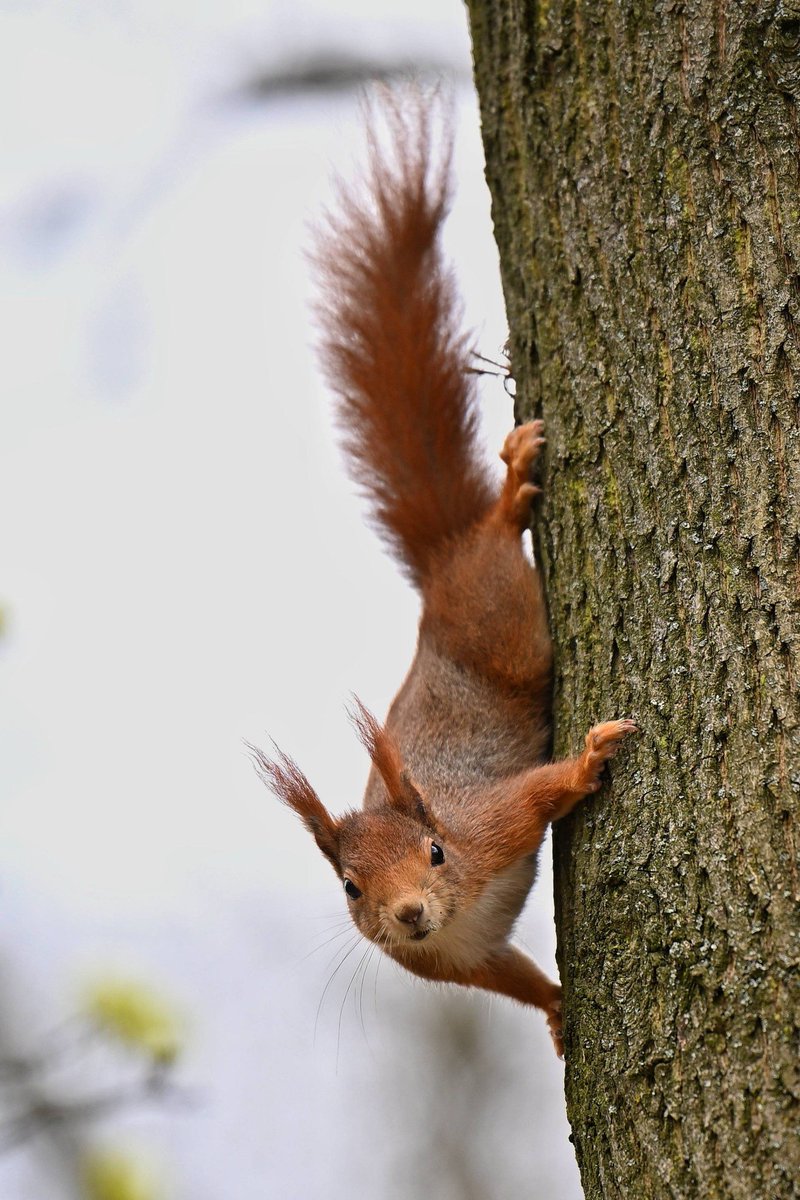 Miasto Katowice tweet media