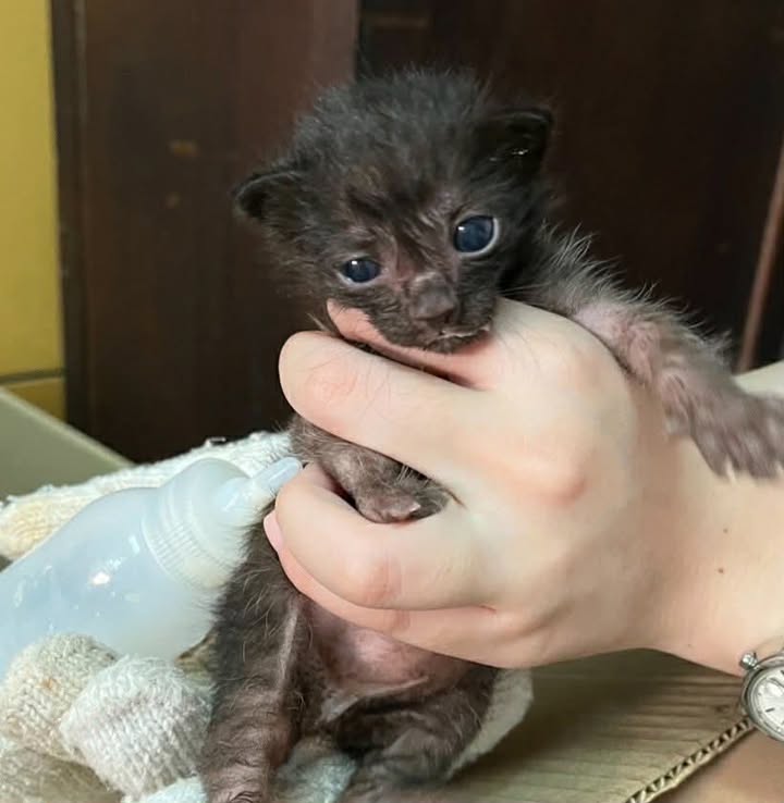 Catster & Co บ้านพักพิงแมวจร tweet media