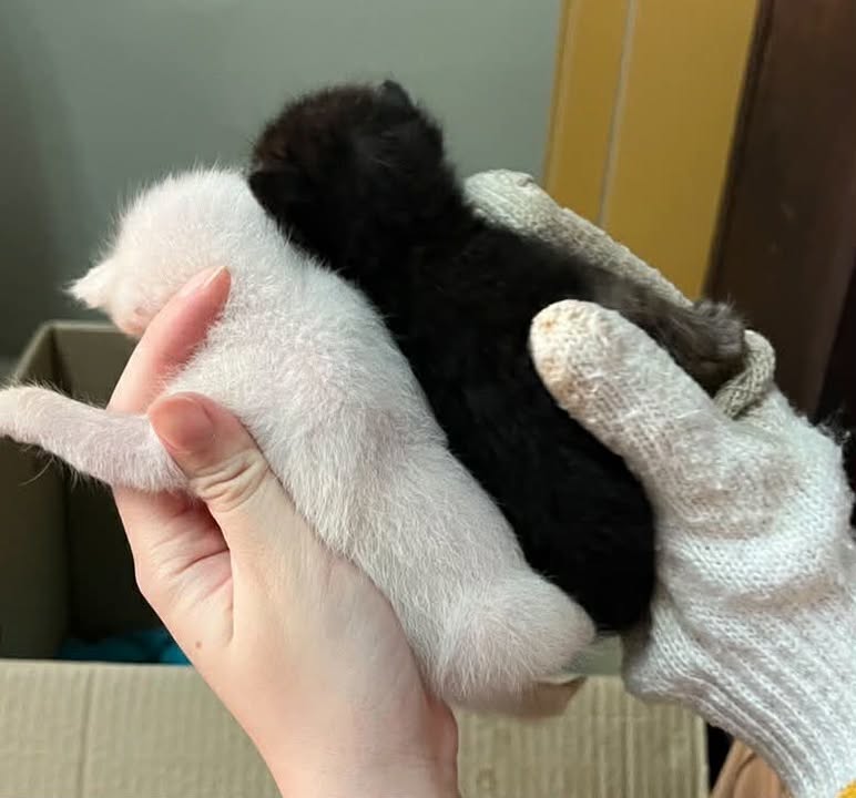 Catster & Co บ้านพักพิงแมวจร tweet media