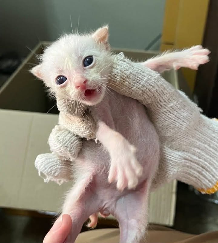 Catster & Co บ้านพักพิงแมวจร tweet media