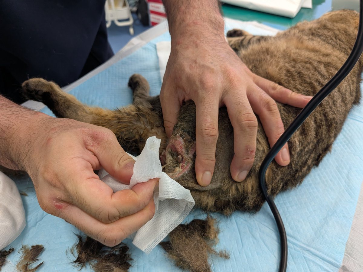 保護猫カフェねこかつ@川越@大宮日進 tweet media