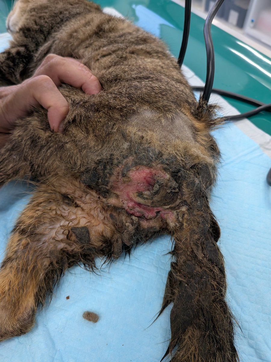 保護猫カフェねこかつ@川越@大宮日進 tweet media