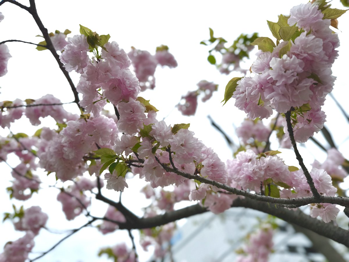 らむね💎 tweet media