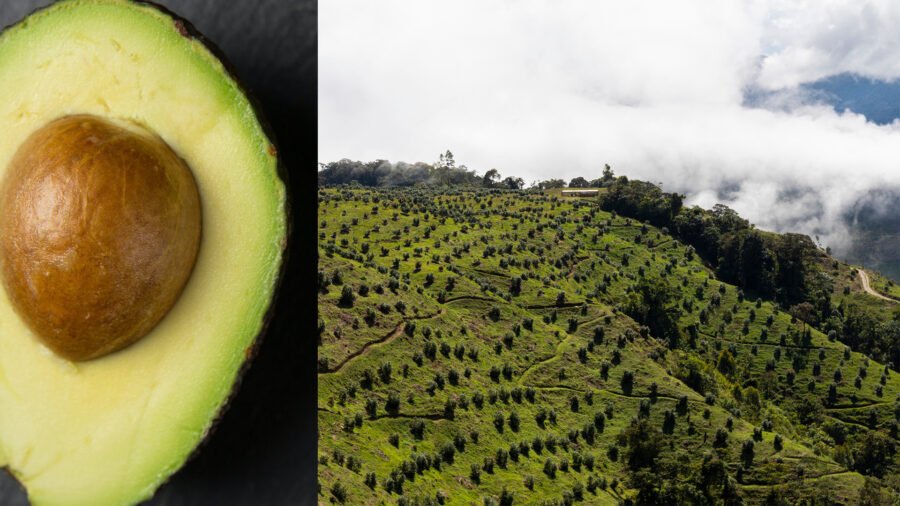 Sama Hoole tweet media