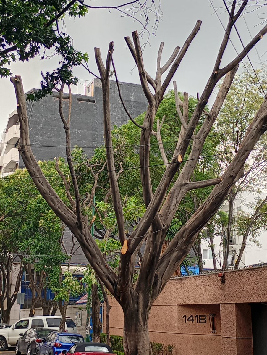 EnlaNapolesBJ's tweet photo. @JuanaPalmaAnto1 @SpVecinos @biquie @LuisMendozaBJ @BJAlcaldia @greenpeacemx @Greenpeace @UNEP_LatAm @ONUMX @Jualicra @ClaraBrugadaM @tlacodelvalle Así les dan mantenimiento a los árboles y áreas verdes de la @BJAlcaldia https://t.co/pIYbxUuJq4