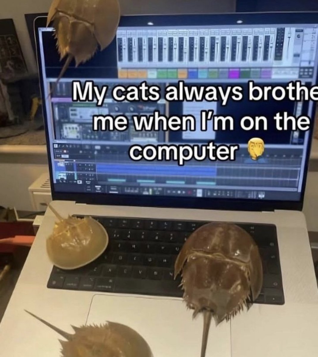 Respectful Memes tweet media