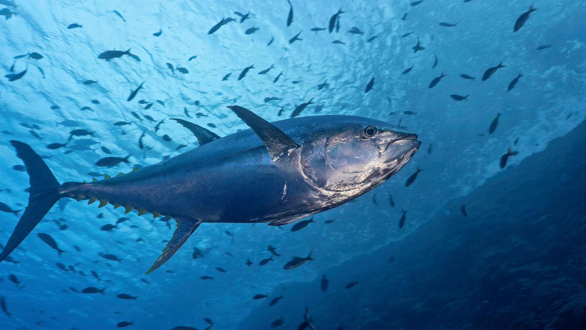 Hii I’m Tuna, nice to meet you