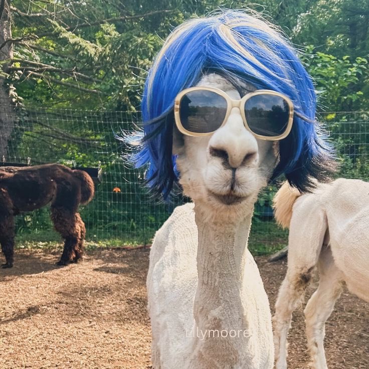 Timi (dev arc) tweet media