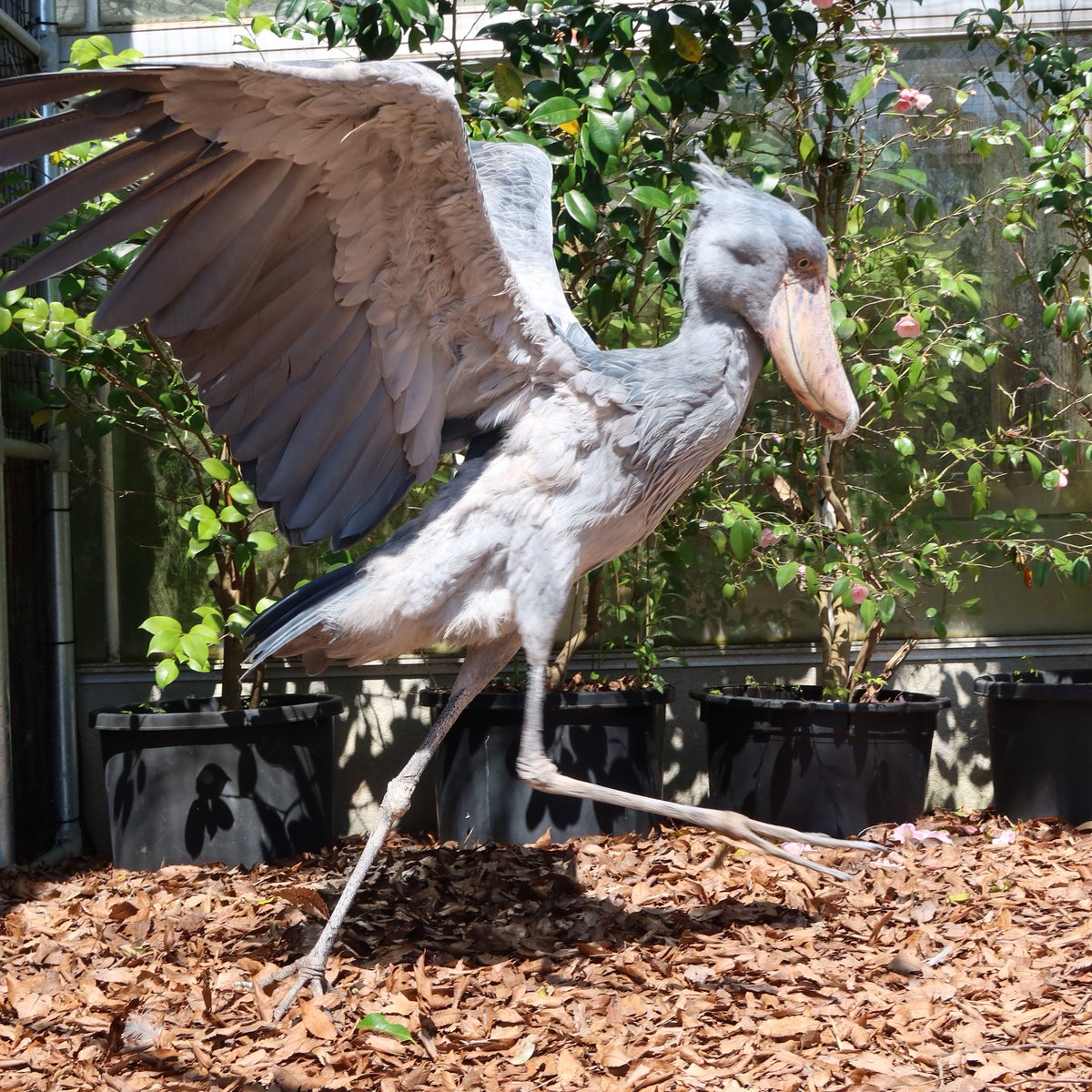 松江フォーゲルパーク tweet media