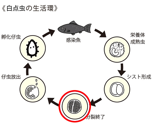 日本動物薬品株式会社・ニチドウ tweet media