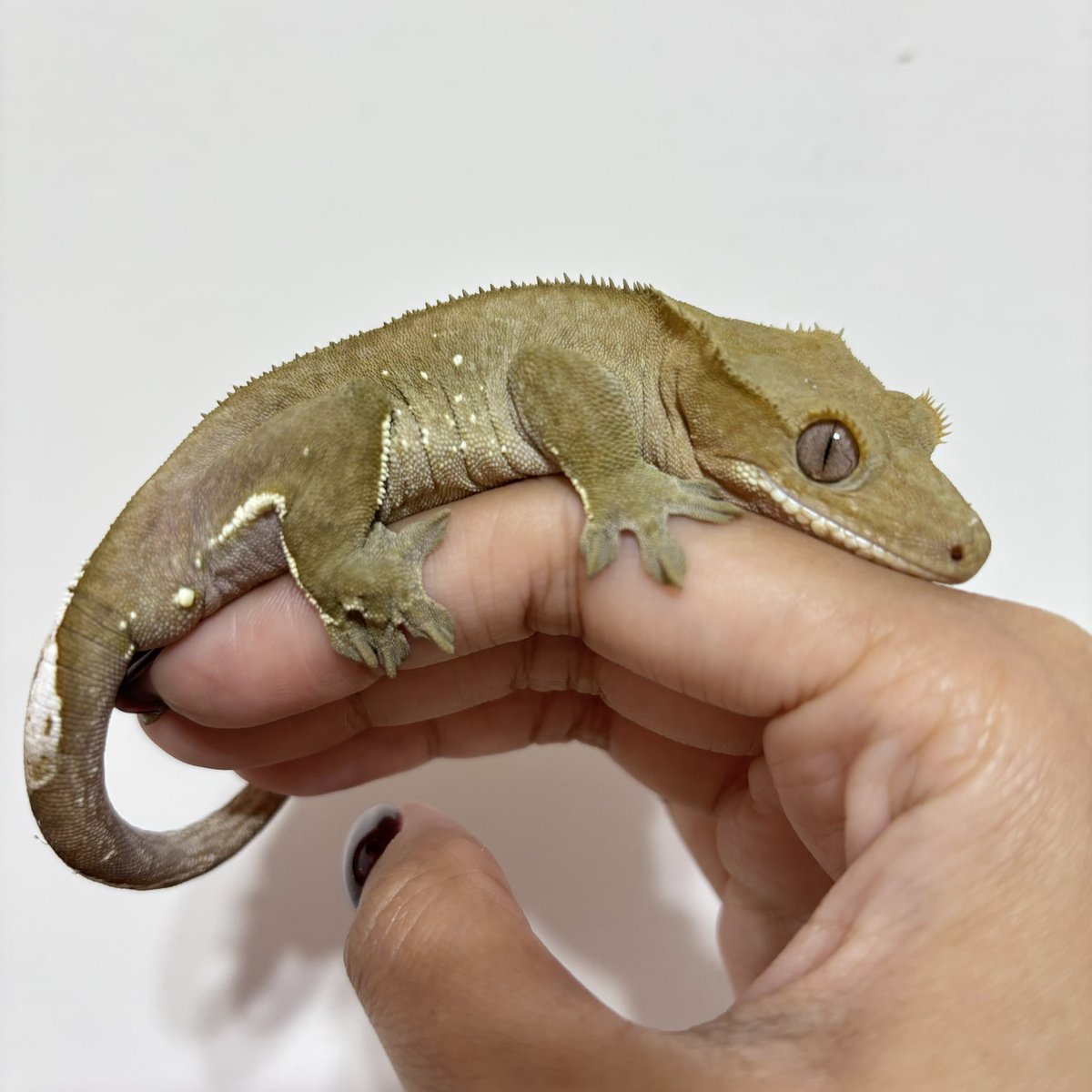 𝚊𝚙𝚝 tweet media