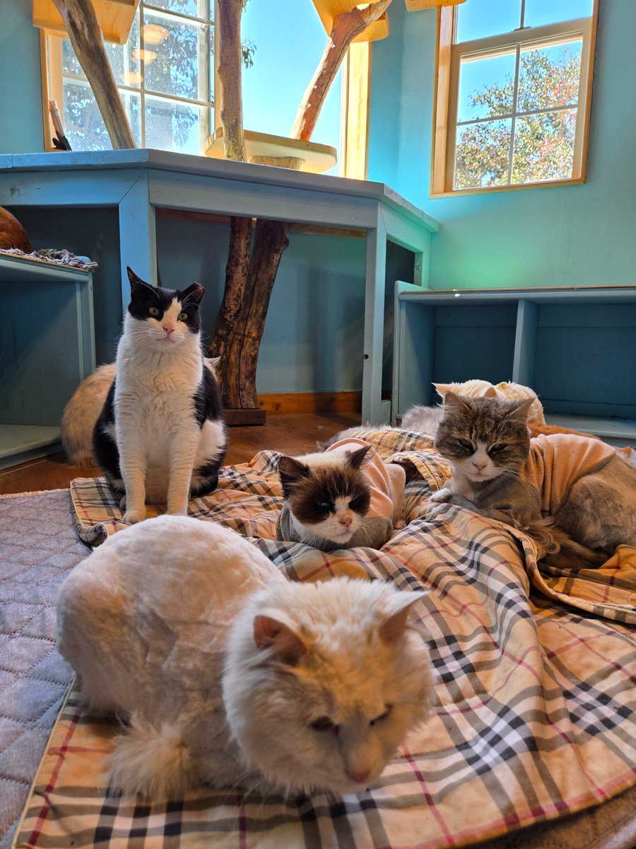 제주에 여행을 왔습니다. 
드라이브를 하던 중, ‘제주캣월드’에 잠시 들러 차 한잔 하려 했는데 어느새 시간 가는 줄 모르고 머물게 되었네요. 
전국의 유기묘들을 입양해 고양이들의 천국을 만들어가고 계신 대표님의 마음이 참 인상 깊었습니다. 
눈앞에서 직접 착즙해 주시는 천혜향 주스도 정말