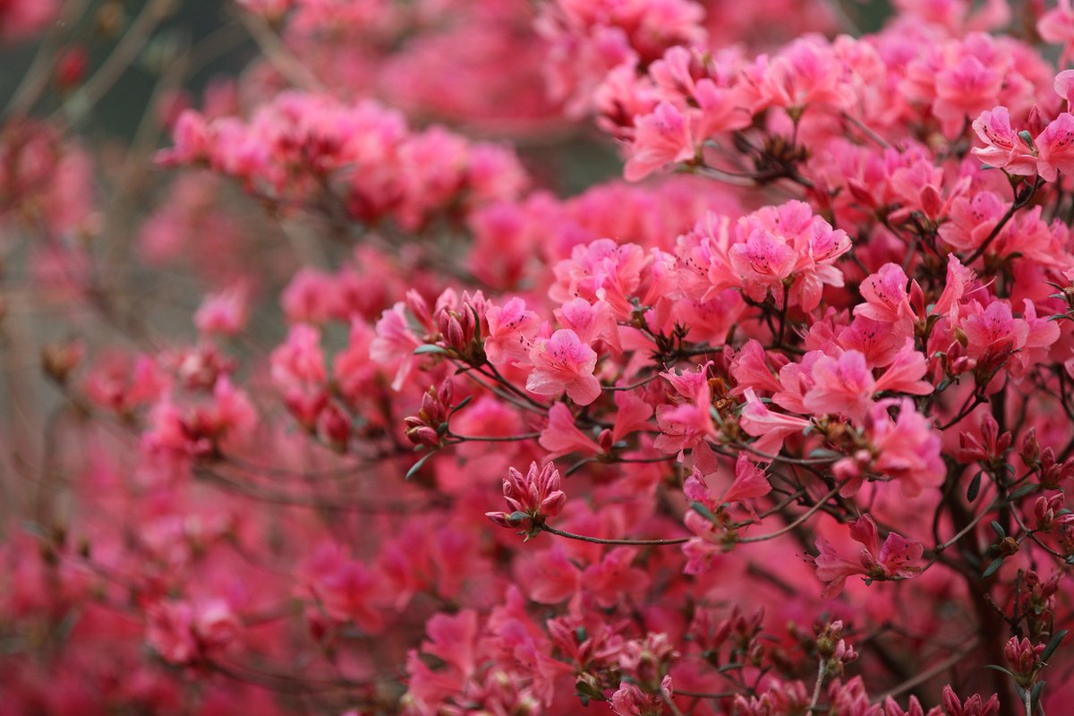 hellohubei_'s tweet photo. April turns Yunwu Mountain into a sea of azaleas. ๐บ
Misty trails, hillsides blanketed in red โ this is spring at its boldest. Don't miss it! ๐ฅฐ
#BeautifulChina #ChinaTravel #Hubei #China #nature #HubeiWonders #SpringInHubei #Flower https://t.co/0VVxcV366k