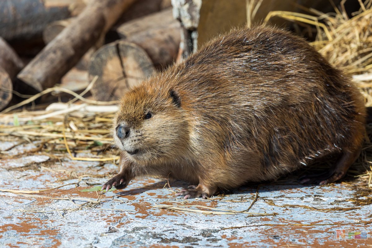 ニラオ tweet media