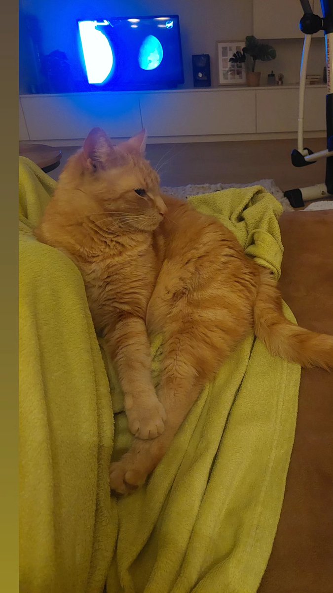 aurora_84's tweet image. #LRT also me and the cat last night