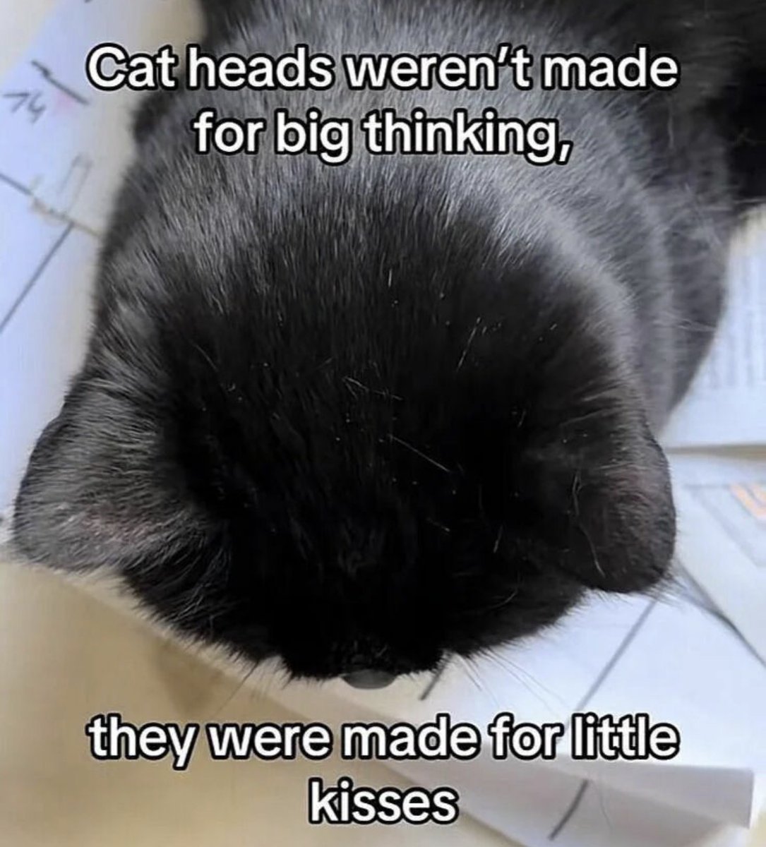 Respectful Memes tweet media