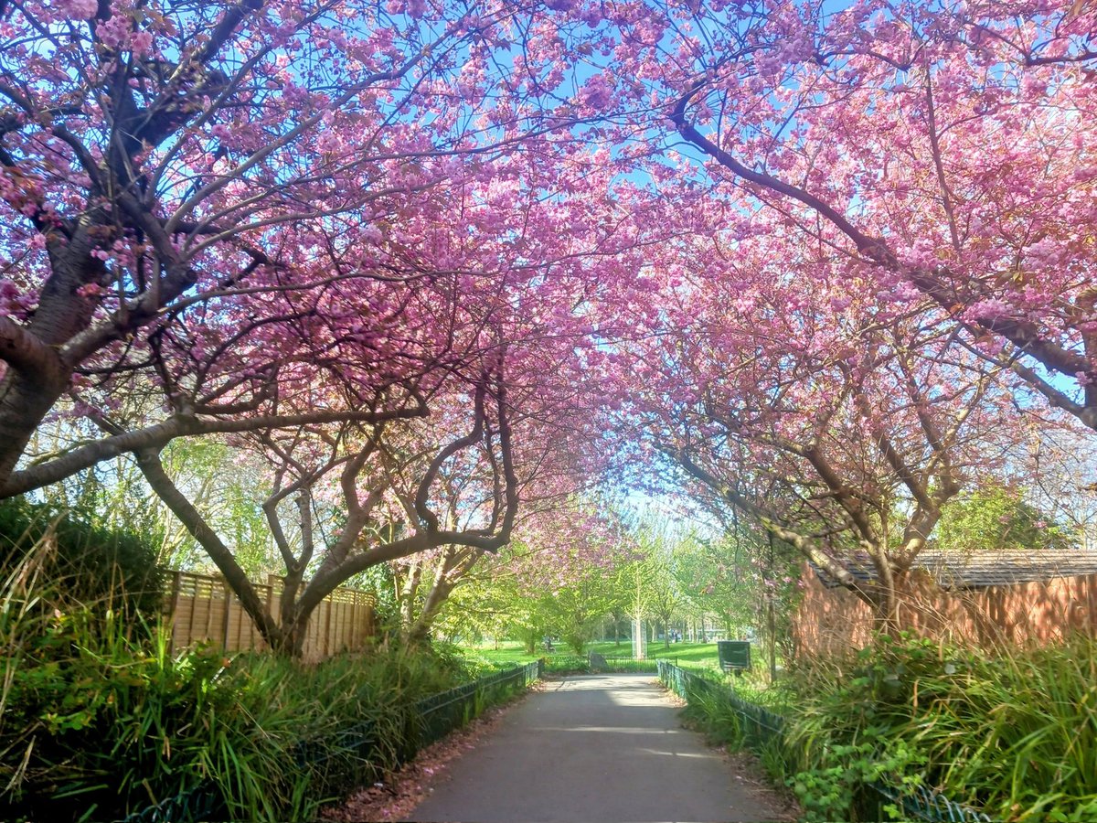 MonicaCrimmins's tweet image. Such a colourful entrance to Seymour Park.  I was passing through again yesterday.  Taking in the beautiful blossom 🌸 #Trafford #Manchester