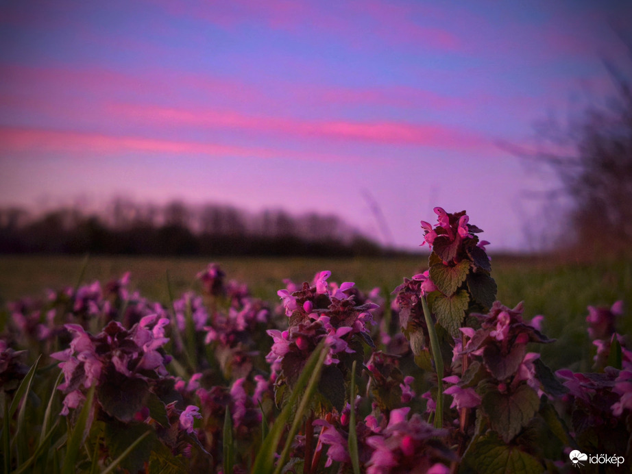 Időkép tweet media