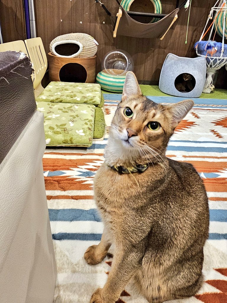 twinklebox1122's tweet photo. 😺にゃんこｽﾀｯﾌ今日も元気💕🙋
お母さん術後経過良好です☺️今週土曜日近所の会館にｺﾝｻｰﾄに行きます二男君ﾁｹｯﾄありがとう✨雄大っ❗生声聞きに行くぞぉー💪徒歩２分なのに…お母さん杖で１５分はかかる🤣NBのTｼｬﾂ着たい…５Lはない😅ﾋﾟｮﾝﾋﾟｮﾝﾉﾘﾉﾘしたい…骨砕けちゃうな😂 https://t.co/JGL3cUweZs