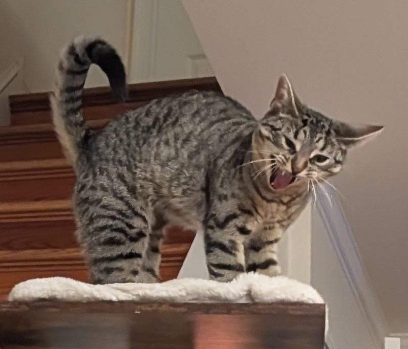 Zweil, The Reviled tweet media