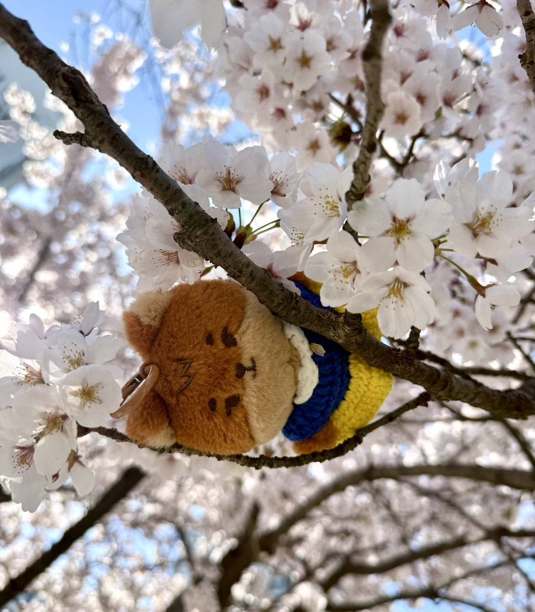 도라ෆ⸒⸒ tweet media