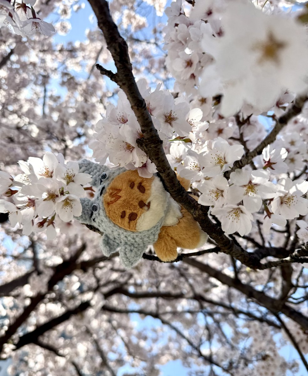 도라ෆ⸒⸒ tweet media