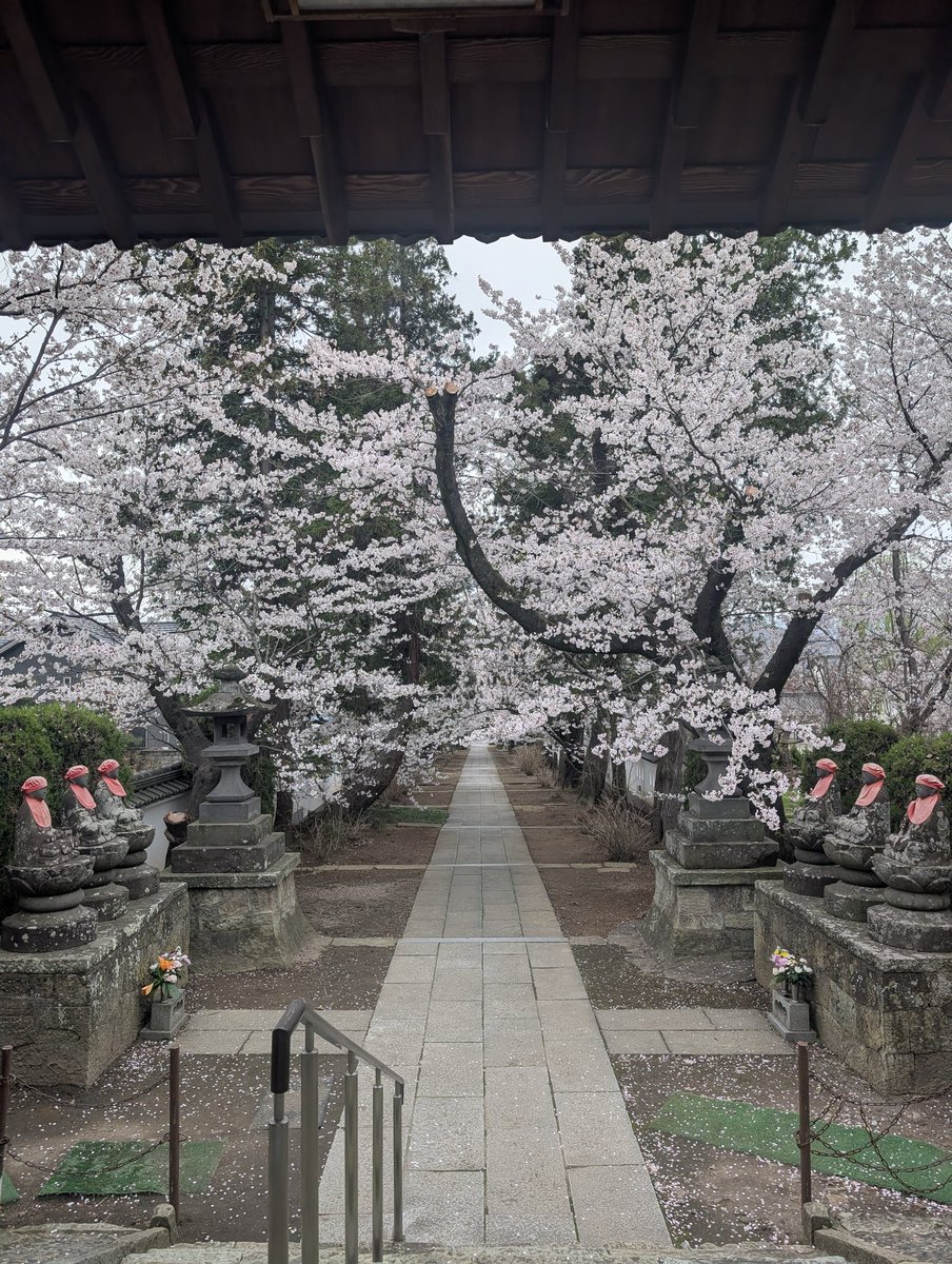 桜のトンネル
#上田市
#海禅寺
#桜のトンネル