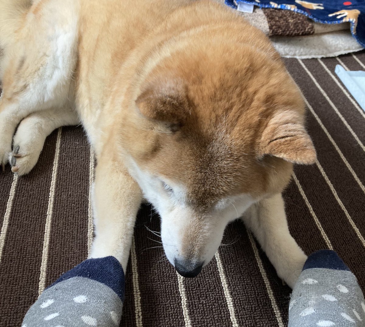 hisapon🐕 tweet media