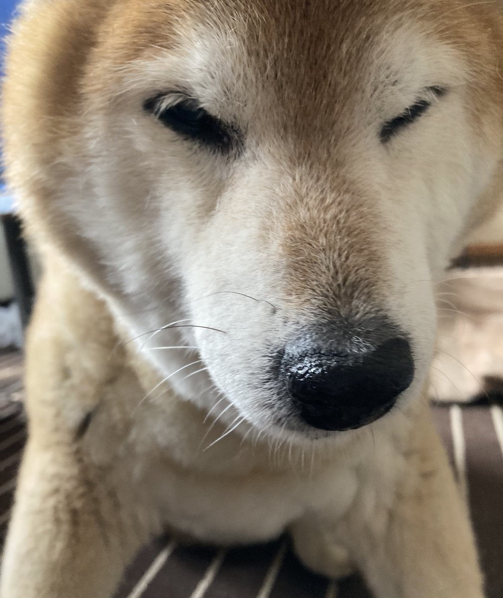 hisapon🐕 tweet media