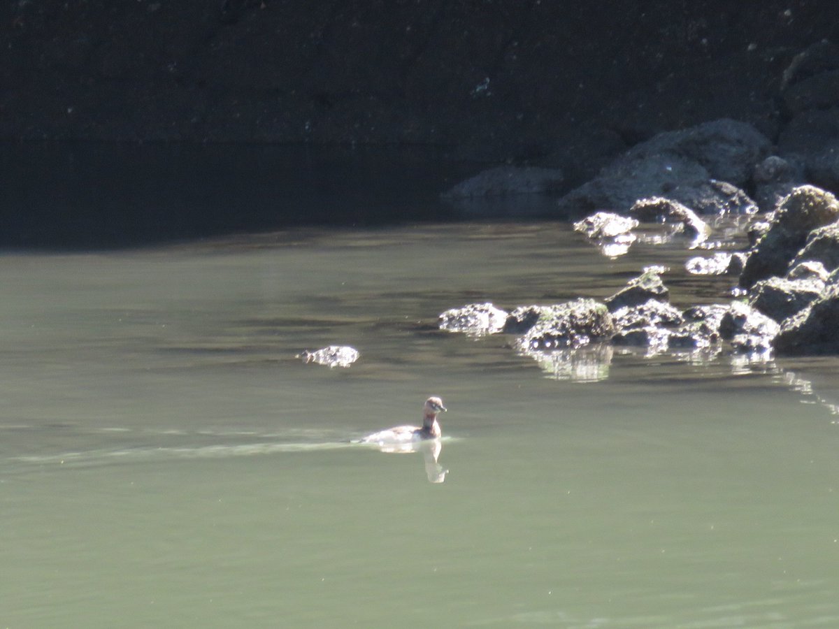 がれきさん tweet media