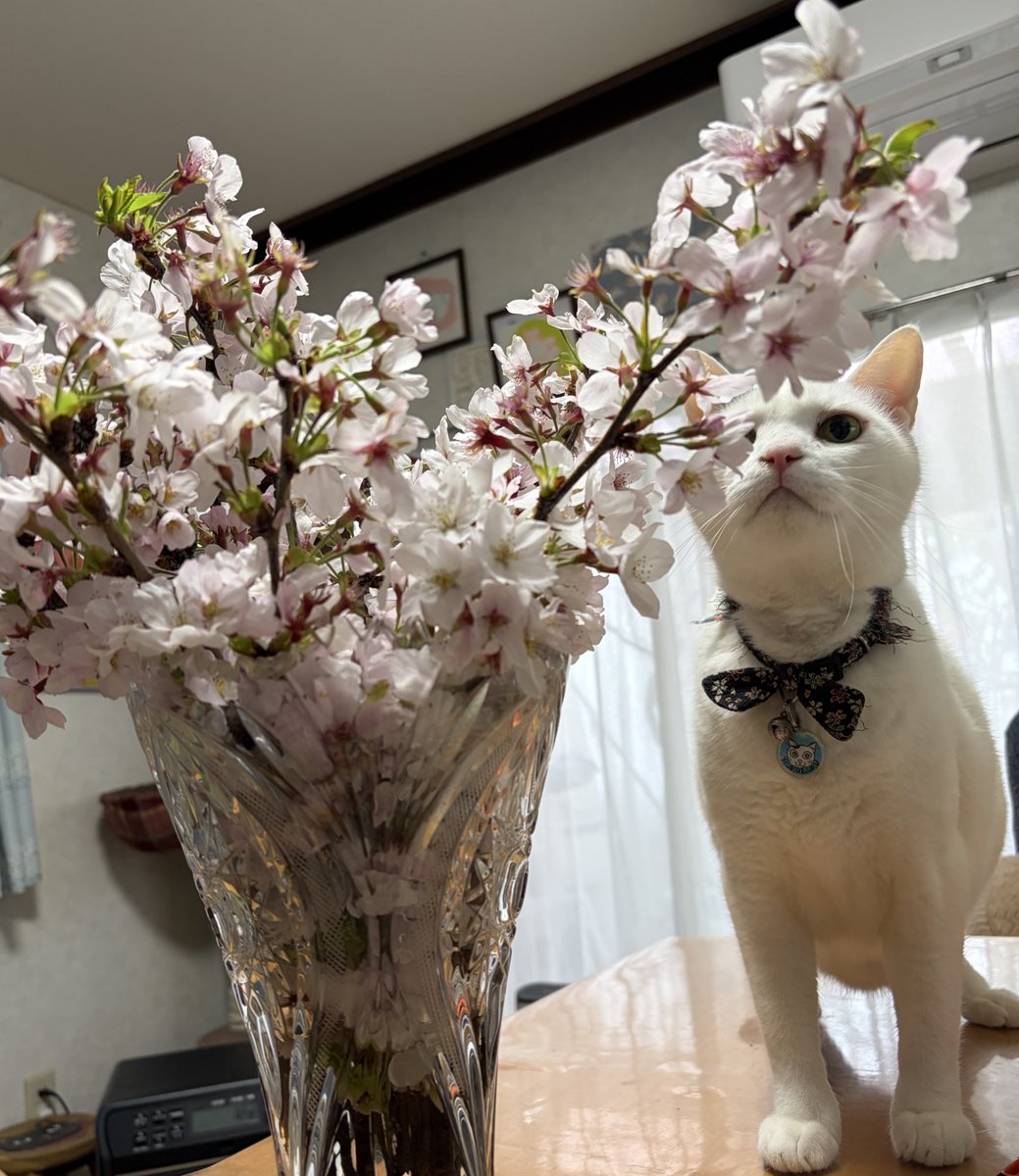 ∠きみどり tweet media