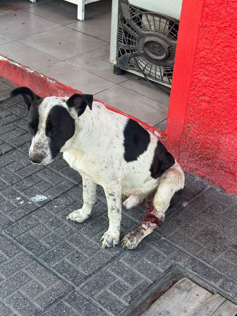 𝙷𝚎𝚕𝚊 𝙼𝚘𝚛𝚎 🐶 tweet media