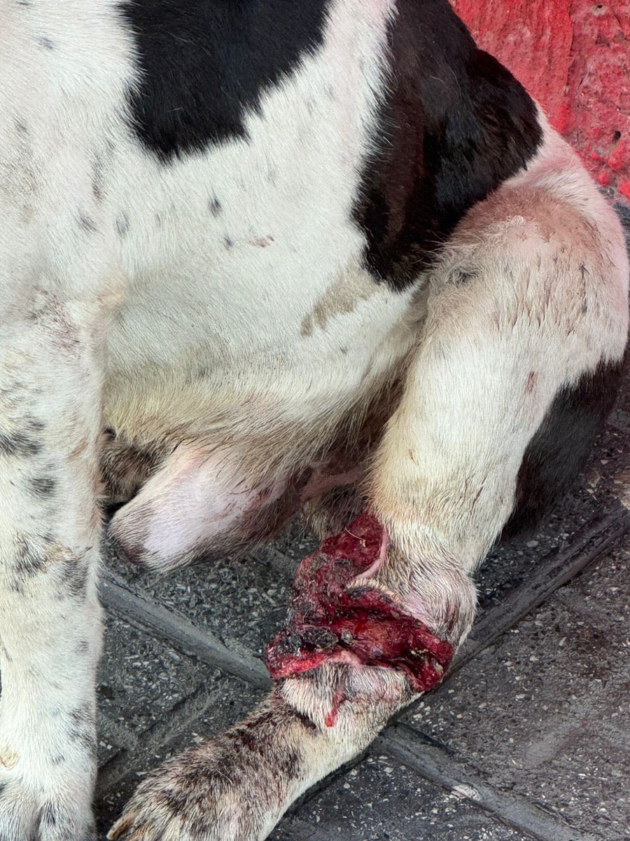 𝙷𝚎𝚕𝚊 𝙼𝚘𝚛𝚎 🐶 tweet media