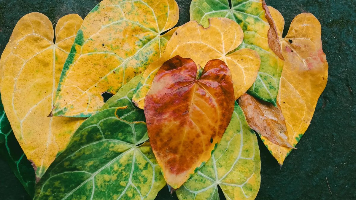 Sebelum dipotong-potong lalu dikembalikan ke tanah lagi, difoto dulu karena cakep bangeeet paduan warnanya.