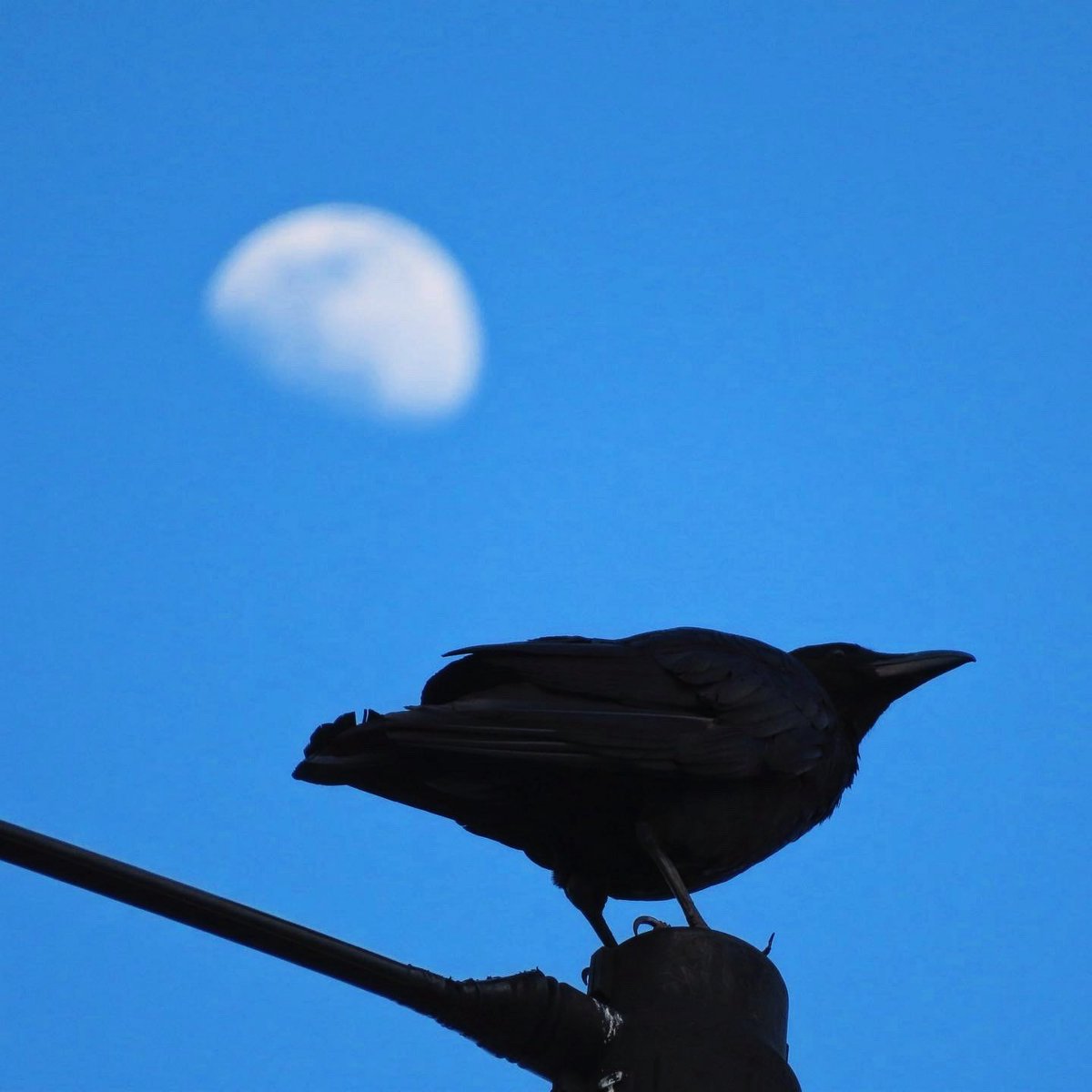 茶月 (『クリンゴン語辞典』発売中！) tweet media