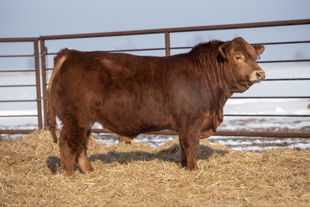 bzacres's tweet photo. Thank you to all the buyers, bidders, and visitors today at the Bee Zee Acres 12th Annual Bull &amp; Heifer Sale today. 

We are so grateful to another successful sale and folks putting the confidence of our program into theirs. https://t.co/270hFX7hwI