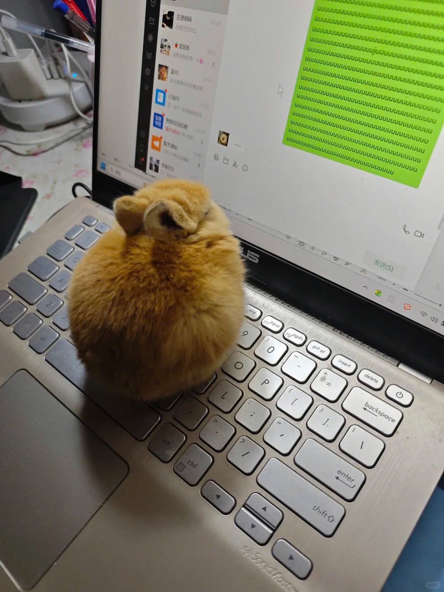 Why you should have a rabbit tweet media