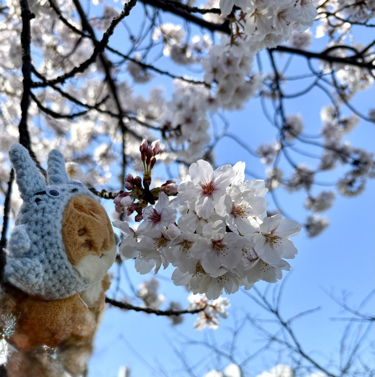 도라ෆ⸒⸒ tweet media