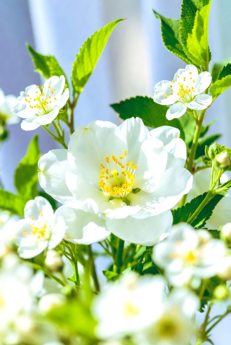 Blue Sapphire tweet media