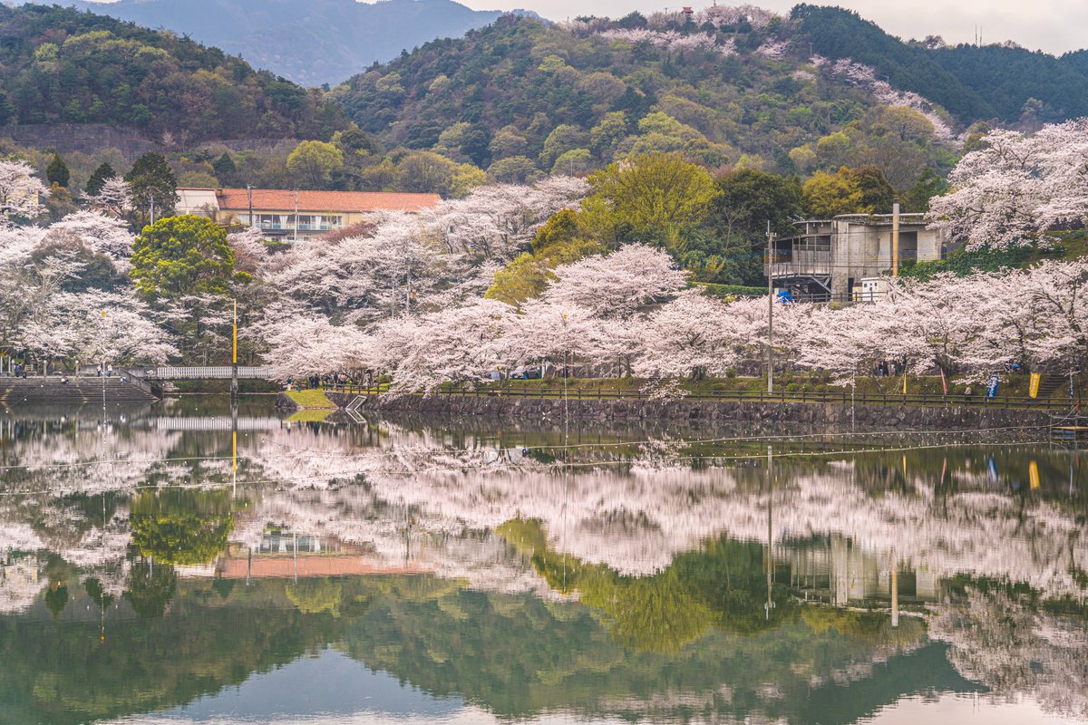 📸keita@猫のぴよちゃん🐈🐾🐾 tweet media