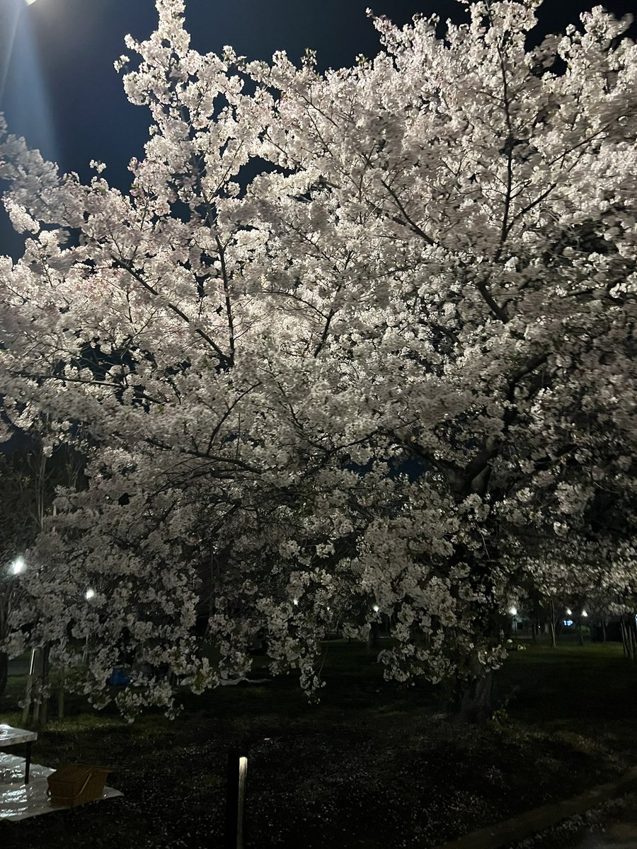 岩本えり tweet media