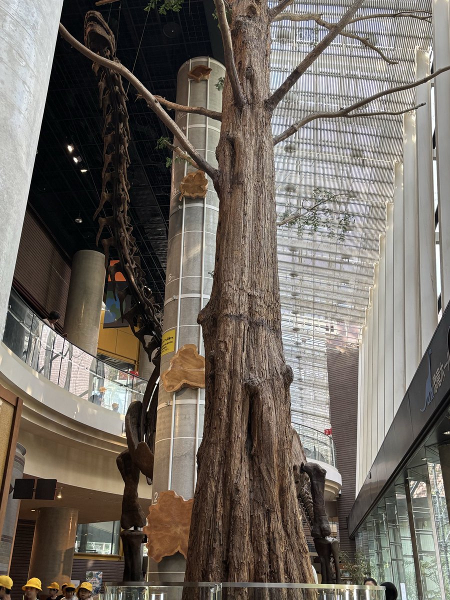 ジンベエー tweet media