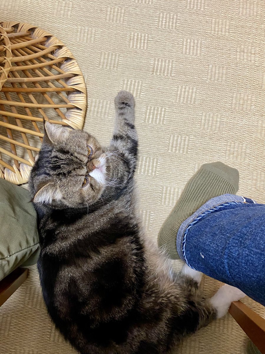 サライネス …自称漫画家。 tweet media