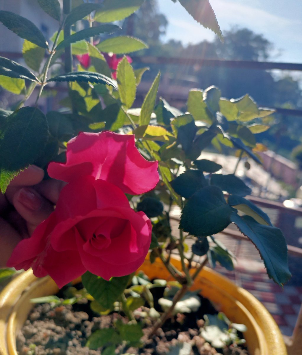 Vanshul 👩‍💻 tweet media