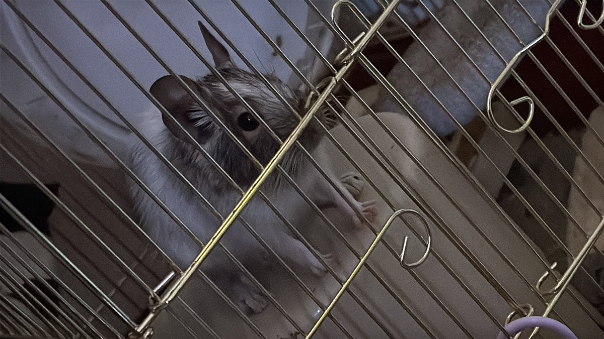 ᥫᩣ ơ̟̤̖̗͖͇̍͋̀͆̓́͞͡😈ơ̟̤̖̗͖͇̍͋̀͆̓́͞͡ᥫ᭡፝֟፝֟♡꙼̈ tweet media