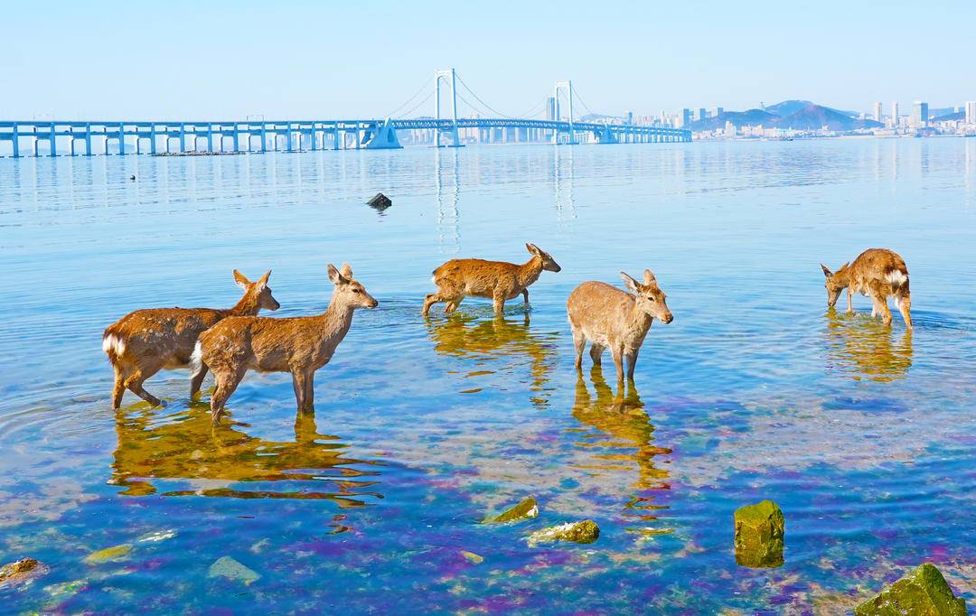 LiaoningC's tweet photo. A herd of adorable spotted deer has been spotted at Golden Beach in #Dalian, #Liaoning Province, enjoying the seaside scenery. What a lovely spring surprise!
#LiaoningTravel #SpringWildlife #EcoBeauty https://t.co/vJ9aQfFgH4